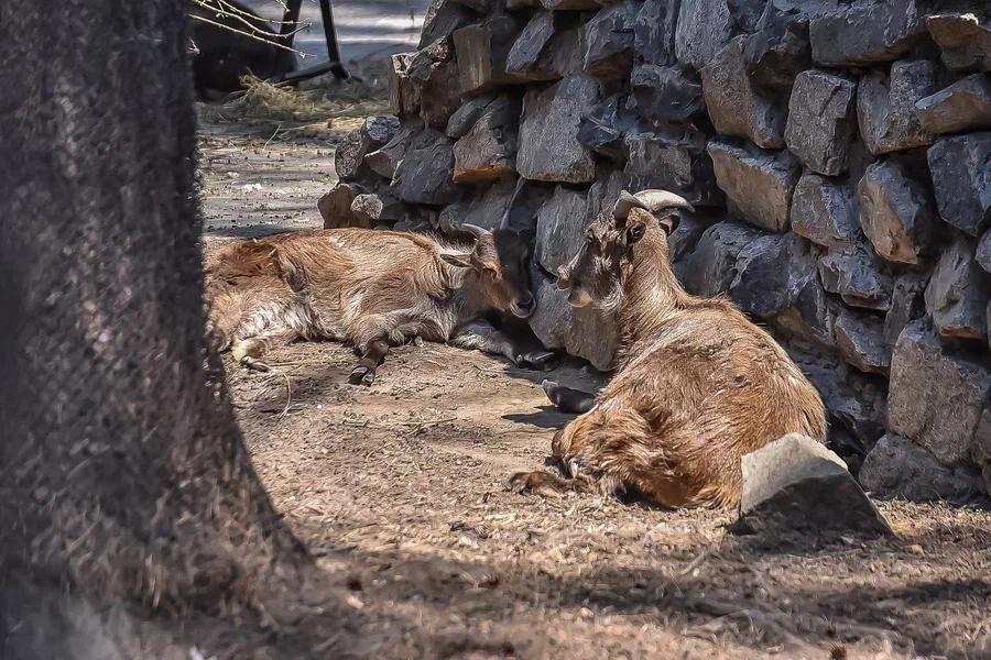 Фото Вызывайте Айболита: животные Новосибирского зоопарка изнемогают от аномальной жары 6